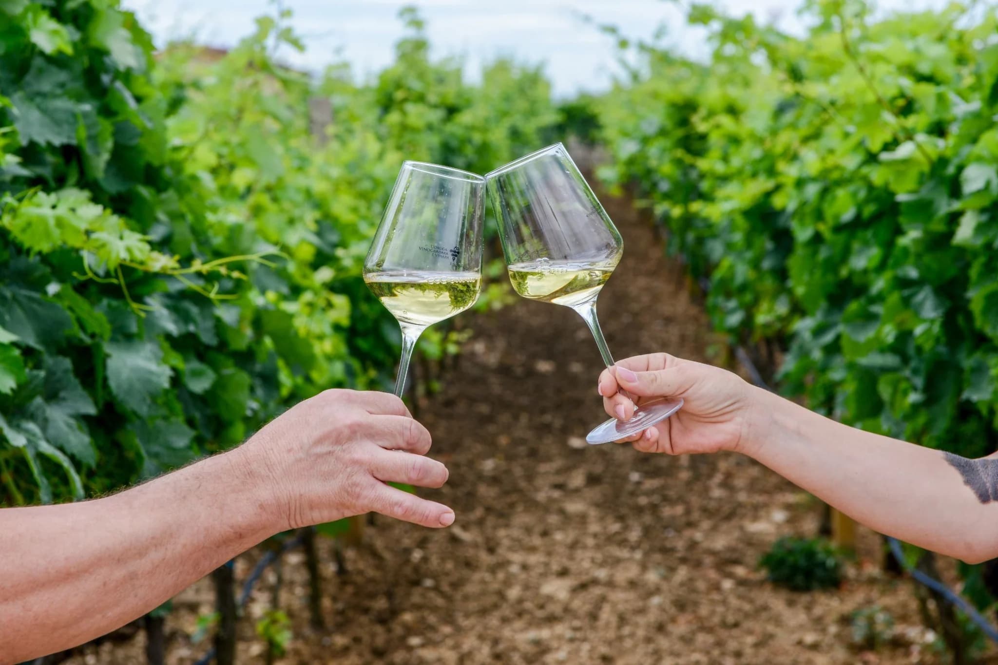 Vinsmagning på en vingård i Hercegovina